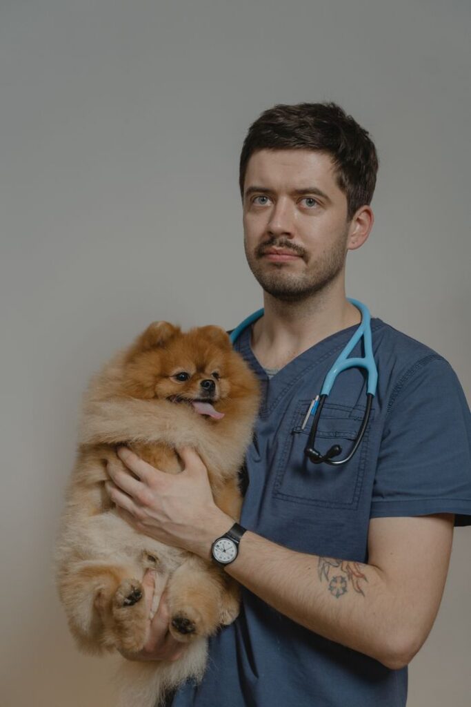 Veterinarian holding a fluffy Pomeranian dog in a clinic setting, wearing a stethoscope.