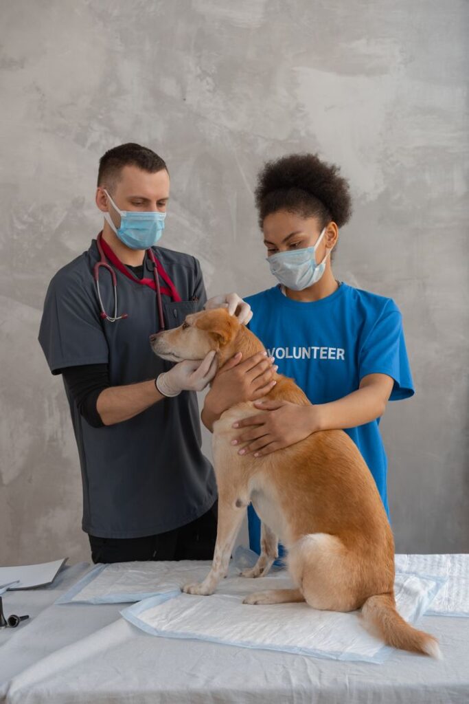 A veterinarian and a volunteer examine a dog during a check-up in a clinic.
